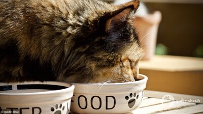 chat nourriture