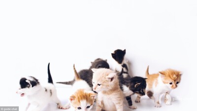 choix chat