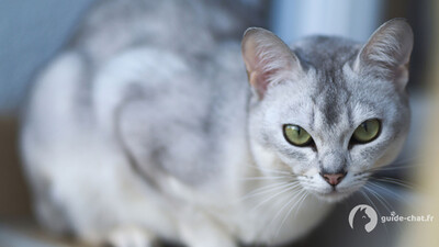 Chat Burmilla
