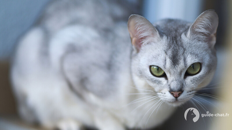 Chat Burmilla