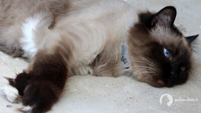 Chat Balinais