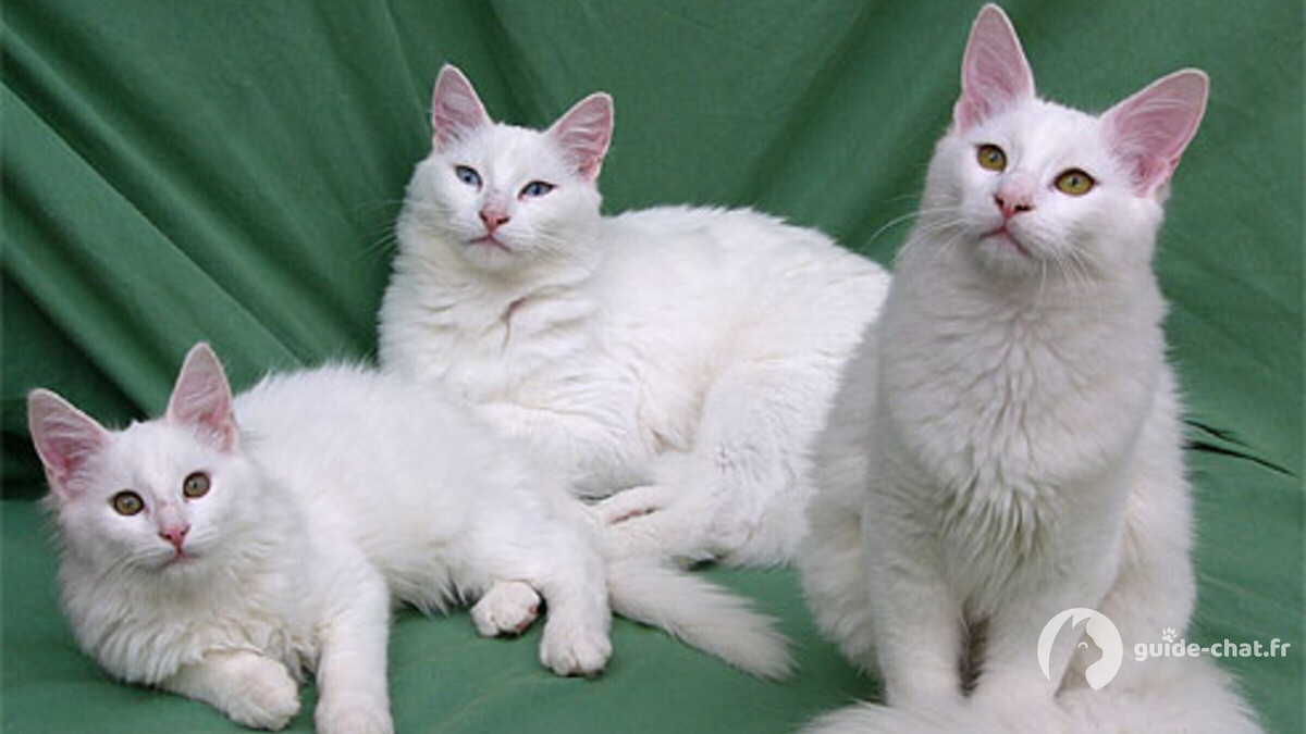 chat angora turc