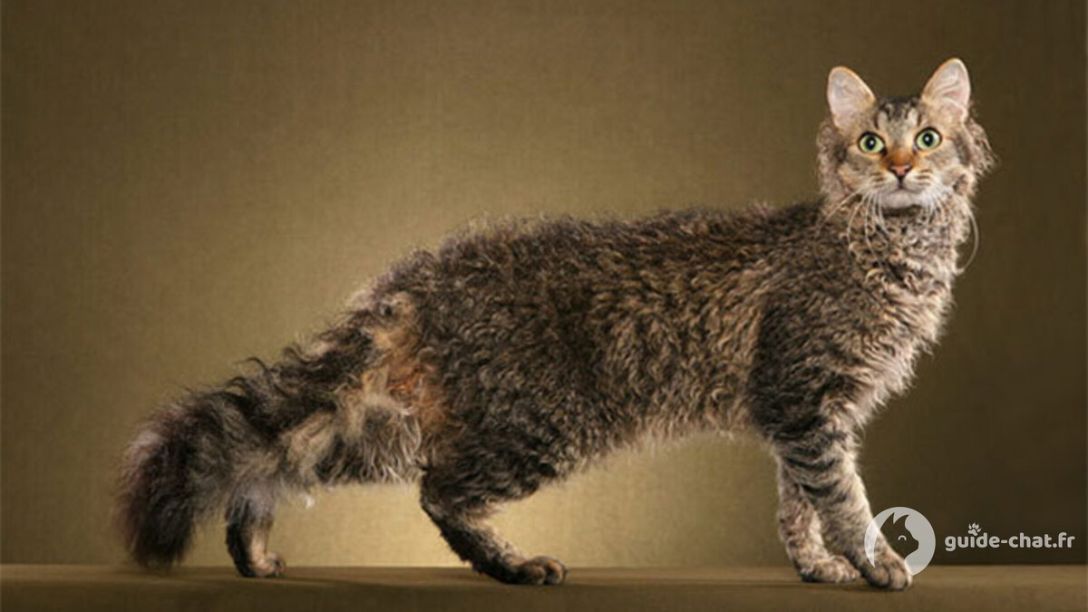 chat laperm