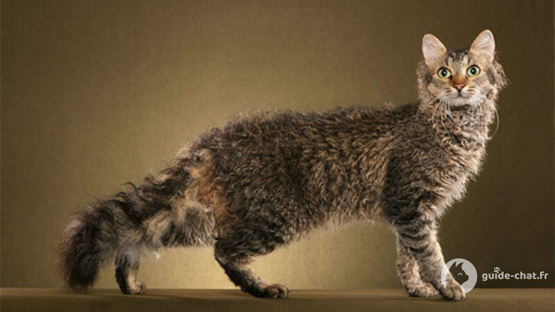 Chat LaPerm