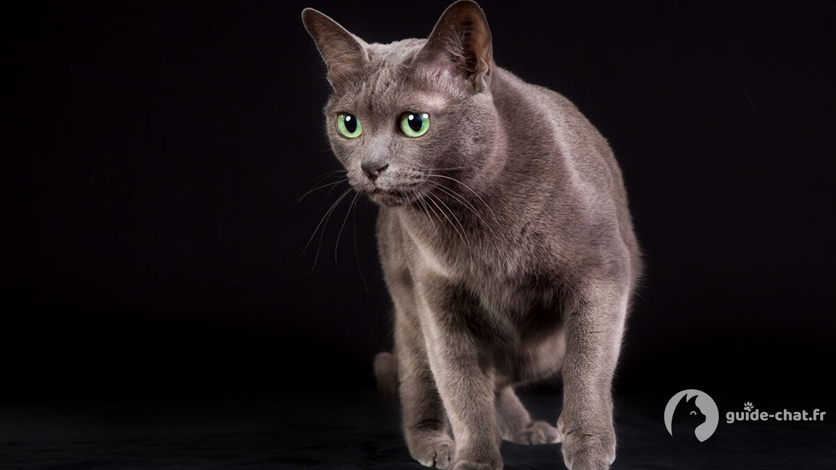 chat korat