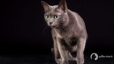 chat korat