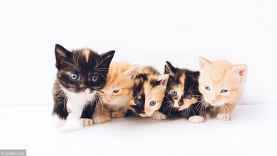 adoption chaton