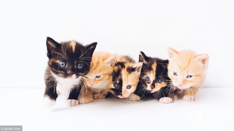 adoption chaton