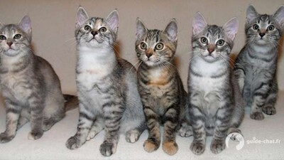 Chat European Shorthair