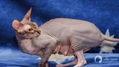 chat donskoy