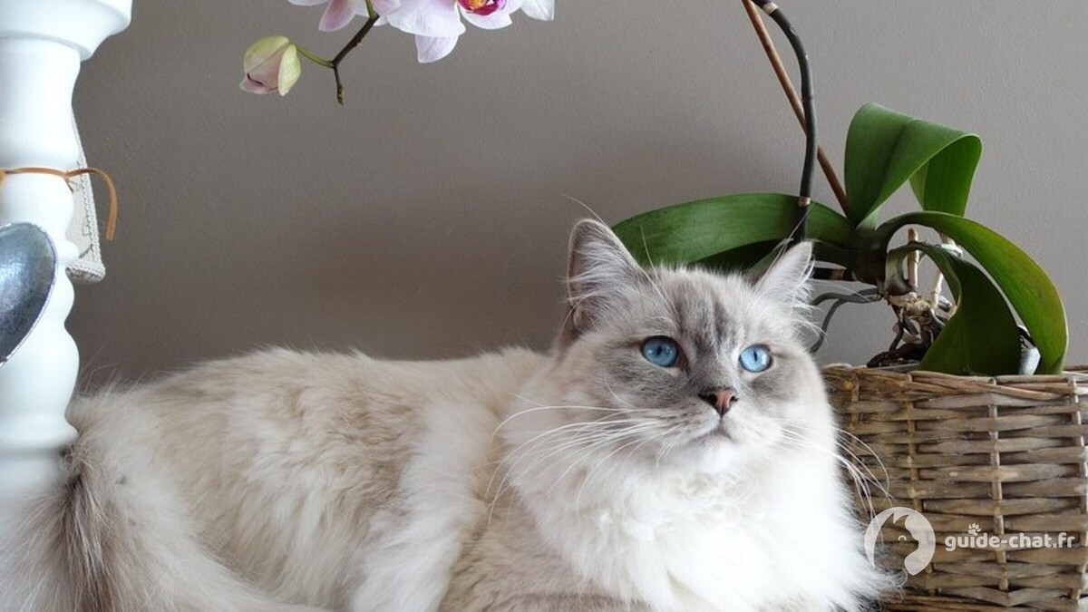 chat ragdoll
