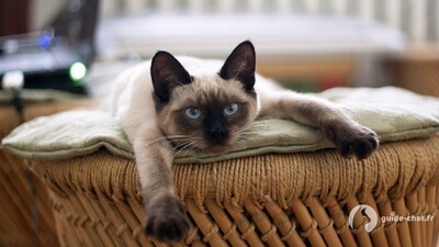 Chat Siamois