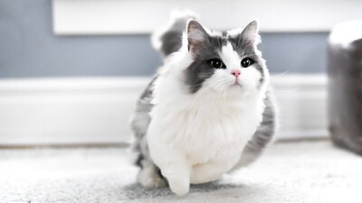 chat Munchkin