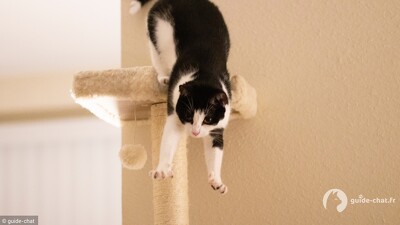 chat bonne santé