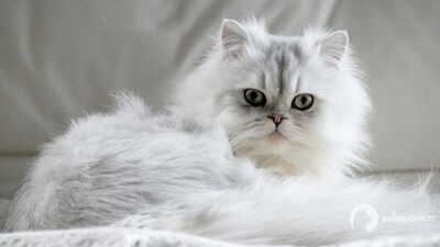chat Persan