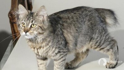 chat pixie bob