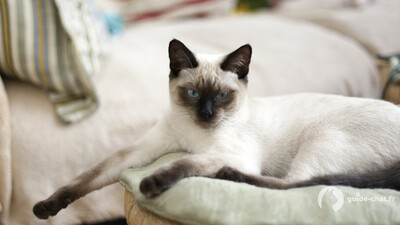 chat thai