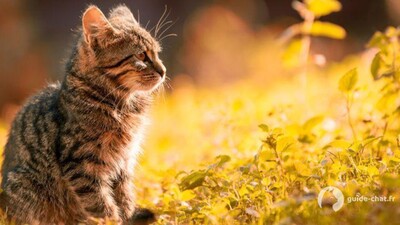 chat Toyger