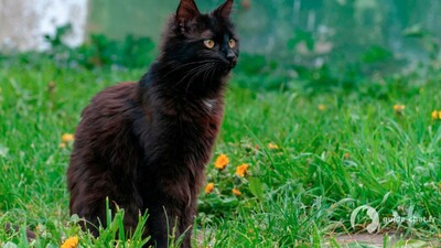 chat york chocolat