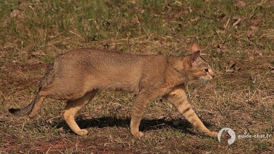 chat Chausie