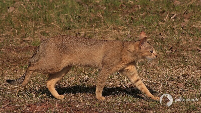 chat Chausie