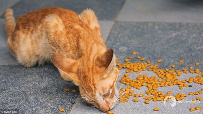 nourriture chat