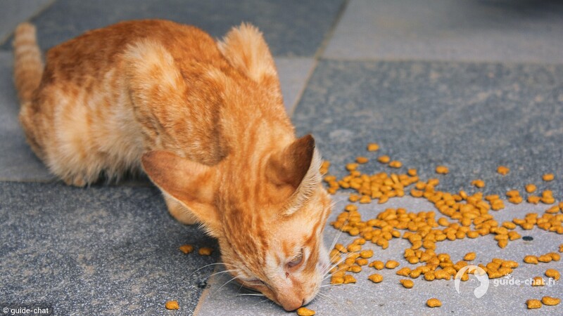 nourriture chat