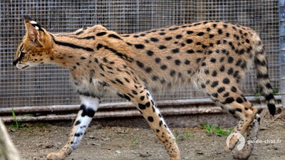 chat savannah