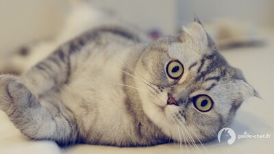 chat scottish fold