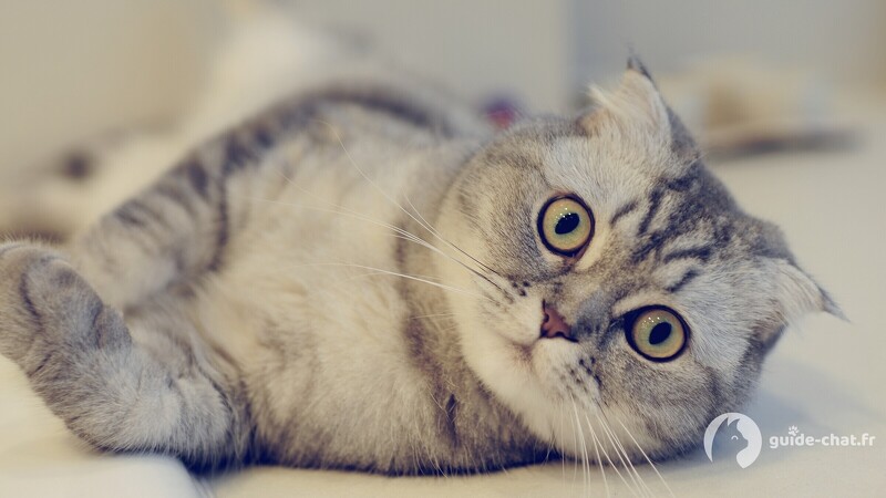 chat scottish fold