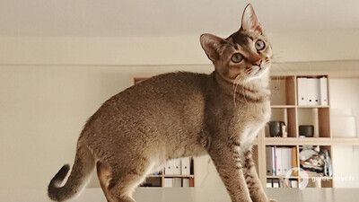 chat singapura