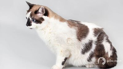 chat snowshoe