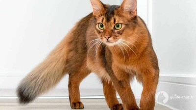 chat Somali