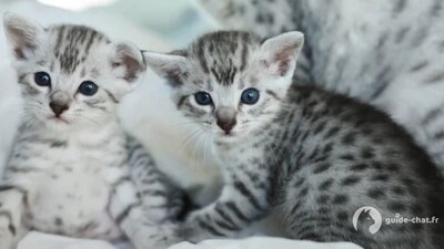 chat mau egyptien