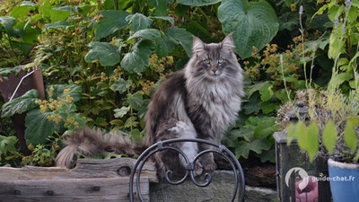 chat norvegien