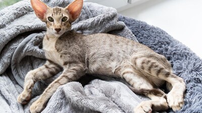 chat oriental
