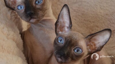 chat cornish rex