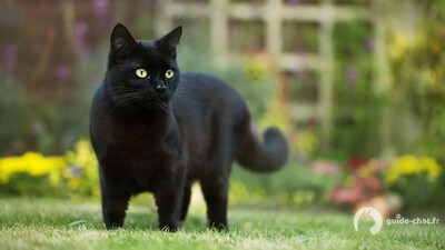 chat bombay