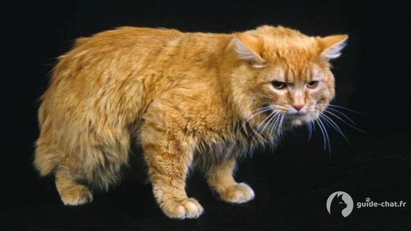 chat cymric