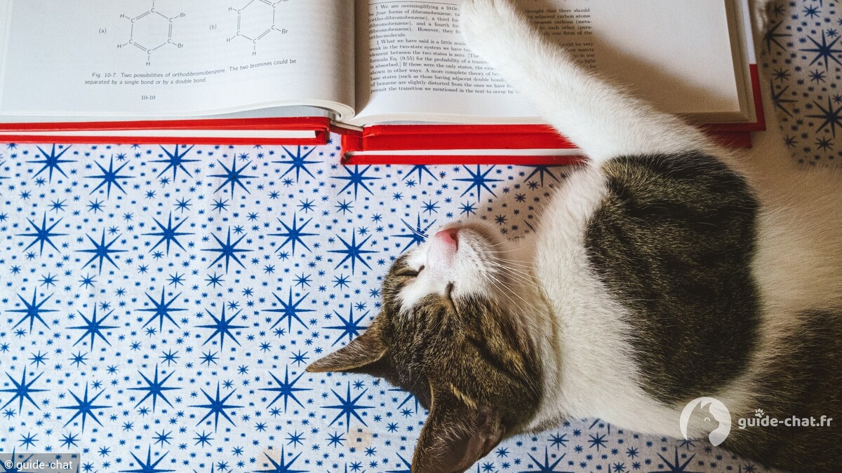 éducation chaton