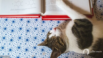 Education chat