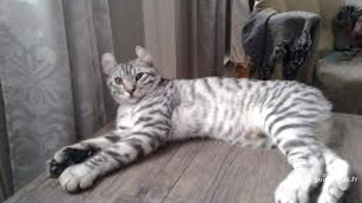 chat Highland Lynx