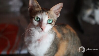 chat javanais