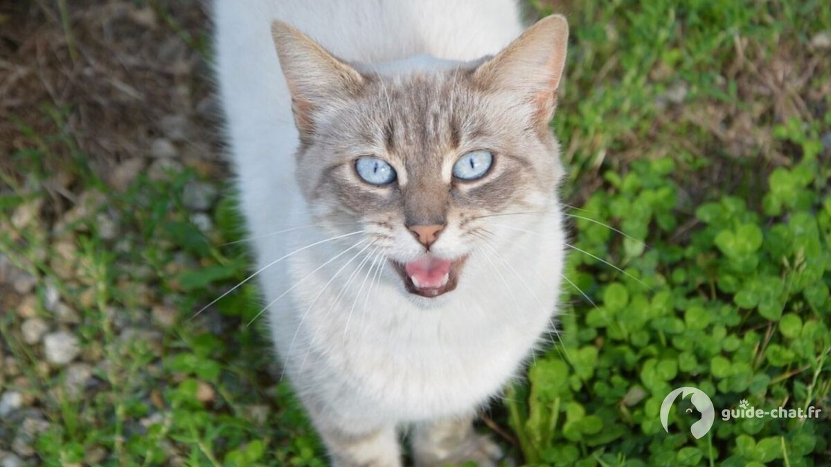 chat ojos azules