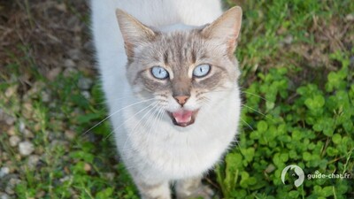 chat ojos azules