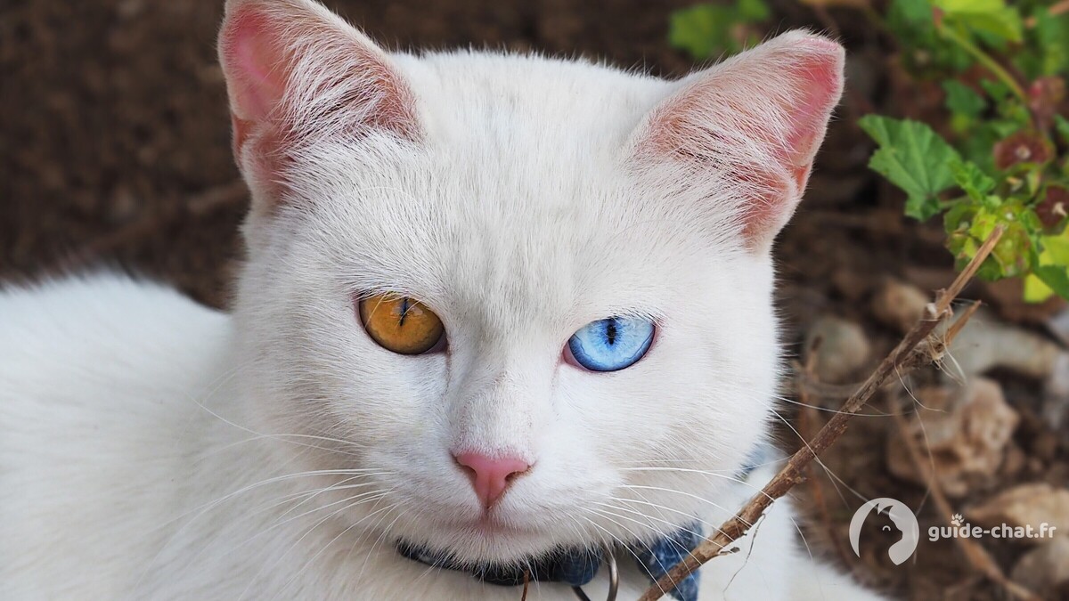 chat Khao Manee