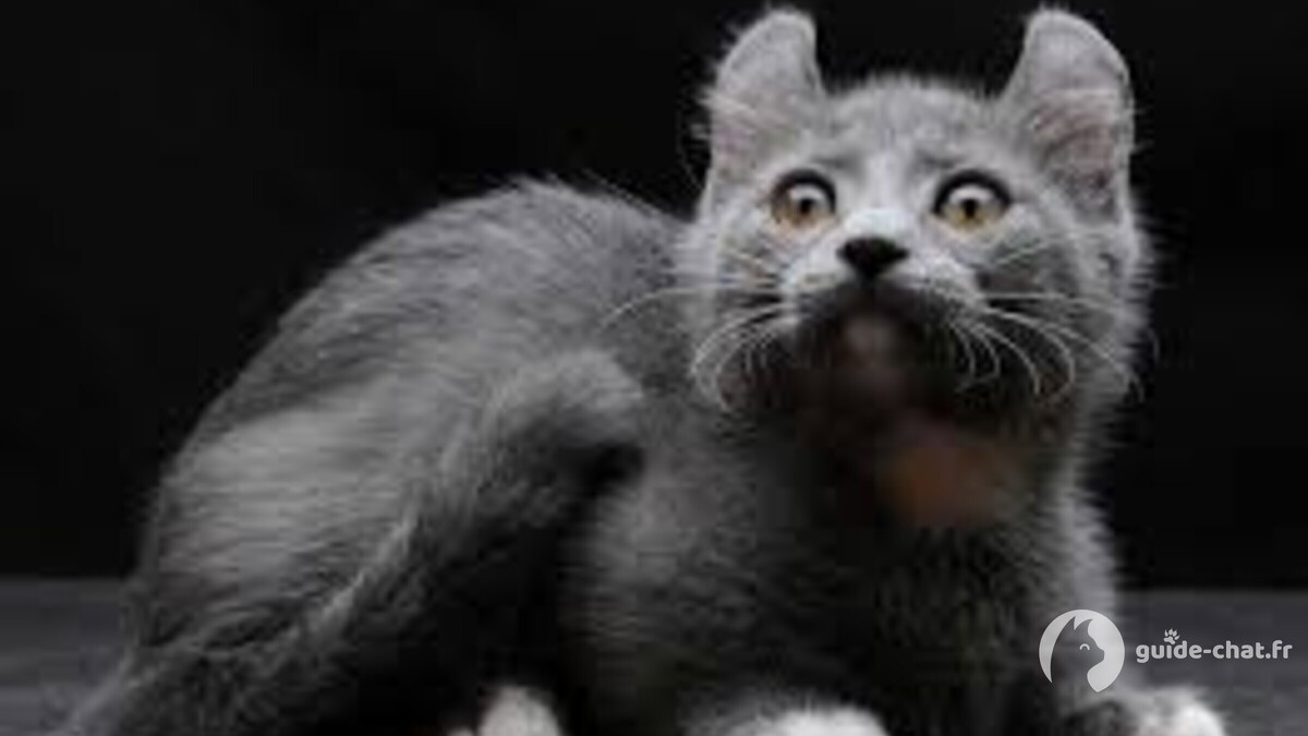 chat Kinkalow