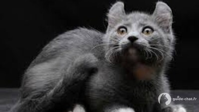 chat Kinkalow