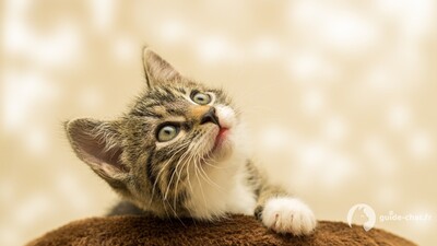 chaton qui regarde en l'air