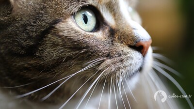 Yeux de chats